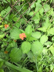 Geum coccineum