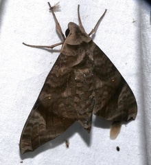 Acosmeryx pseudonaga