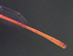 Ceriagrion oblongulum