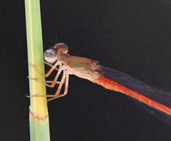 Ceriagrion oblongulum