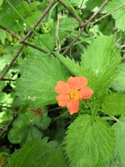 Geum coccineum
