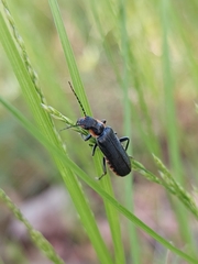Cantharis obscura