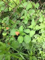 Geum coccineum