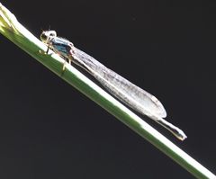 Pseudagrion