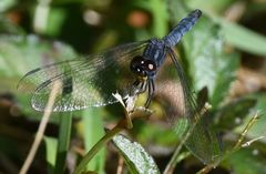 Chalcostephia flavifrons