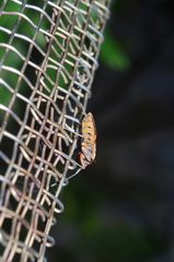 Physopelta gutta gutta