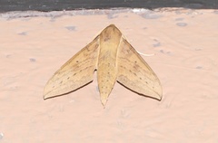 Theretra boisduvalii