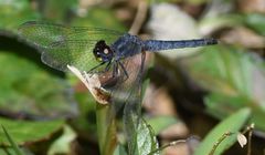 Chalcostephia flavifrons