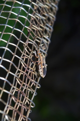 Physopelta gutta gutta