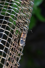 Physopelta gutta gutta