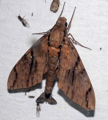 Cerberonoton rubescens