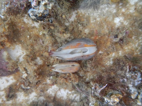 Representative image of Lithophaga aristata