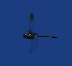 Phyllomacromia trifasciata