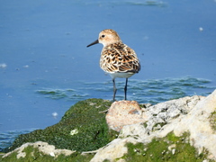 Calidris minuta