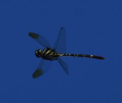 Phyllomacromia trifasciata