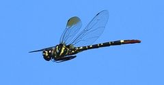 Phyllomacromia trifasciata
