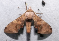 Daphnusa ocellaris
