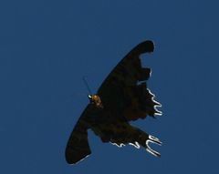 Chrysiridia rhipheus