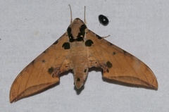 Ambulyx ochracea