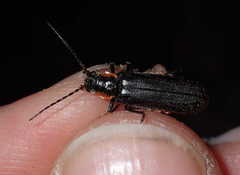 Cantharis obscura