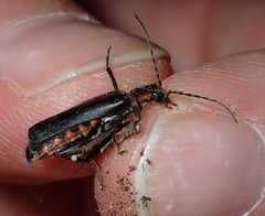 Cantharis obscura