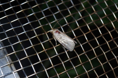 Spodoptera pecten
