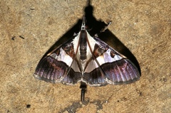 Dausara