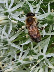 Apis mellifera