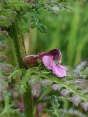 Pedicularis palustris