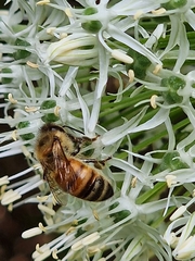 Apis mellifera