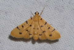 Dichocrocis