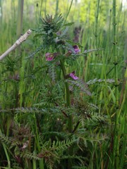 Pedicularis palustris