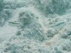 Canthigaster bennetti