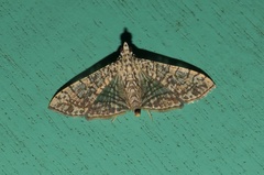 Glyphodes pulverulentalis