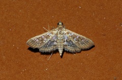 Sameodes cancellalis