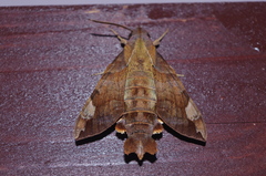 Macroglossum saga