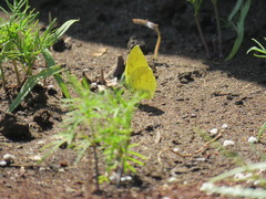 Eurema mandarina