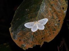 Genusa simplex