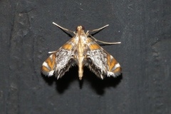 Nymphicula