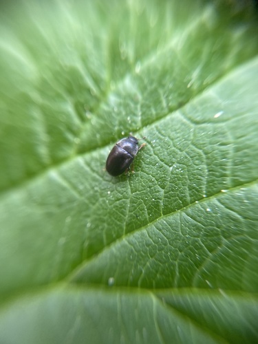 Meligethes denticulatus