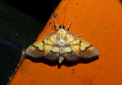 Nosophora