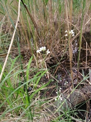 Arabidopsis halleri