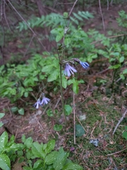 Soldanella carpatica