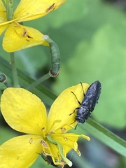 Anthaxia quadripunctata