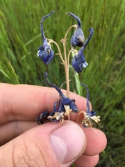 Delphinium stachydeum