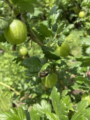 Phyllopertha horticola