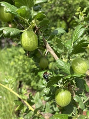 Phyllopertha horticola