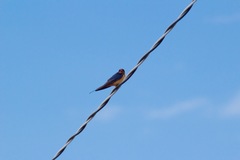 Hirundo rustica erythrogaster