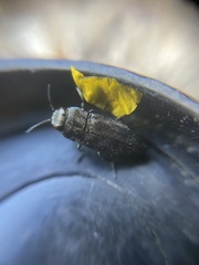 Anthaxia quadripunctata