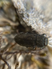Anthaxia quadripunctata